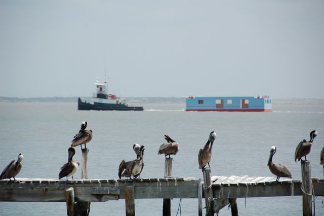 Original Harrisons Landing floating barge being driven by a barge to location with pelican in foreground